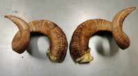 Image 1 of  Replica Large Sheep Ram Horns