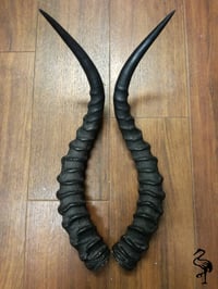 Image 3 of Replica Impala Antelope Horns