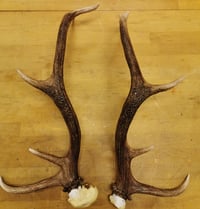 Image 2 of Replica Large Red Deer Antlers