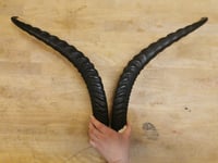 Image 1 of Replica Grant's Gazelle Horns