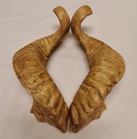 Image 1 of Replica Small Twisted Sheep Horn