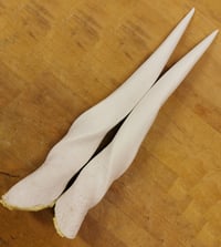 Image 1 of Replica Small Eland Antelope Horns