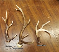 Image 4 of Replica Large Red Deer Antlers