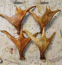 Image 2 of Replica Moose Antlers