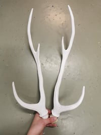 Image 2 of Replica Chital Axis Deer Antlers