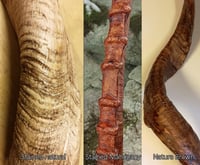 Image 4 of Replica Kudu Horns