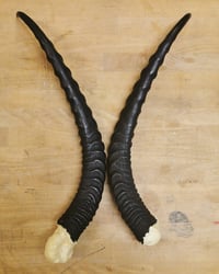 Image 2 of Replica Grant's Gazelle Horns