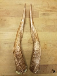 Image 2 of Replica Bushbuck Horns