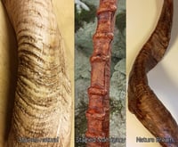 Image 2 of Replica Blesbok Horns