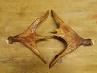 Image 3 of Replica Moose Antlers