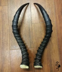 Image 4 of Replica Impala Antelope Horns