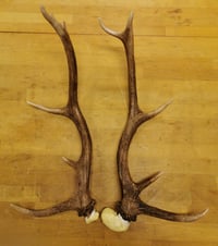 Image 1 of Replica Large Red Deer Antlers