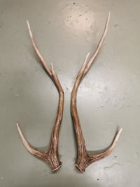 Image 3 of Replica Chital Axis Deer Antlers