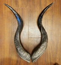 Image 2 of Replica Kudu Horns