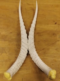 Image 3 of Replica Grant's Gazelle Horns