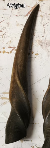 Image 4 of Replica Small Eland Antelope Horns