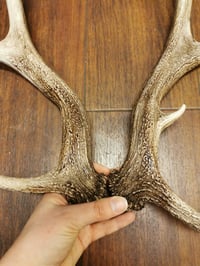 Image 3 of Small Replica Red Deer Antler