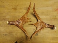 Image 4 of Replica Moose Antlers