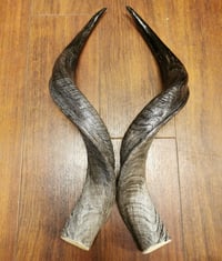 Image 3 of Replica Kudu Horns