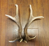 Image 4 of Small Replica Red Deer Antler