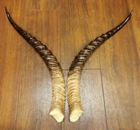 Image 4 of Replica Grant's Gazelle Horns