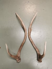 Image 4 of Replica Chital Axis Deer Antlers