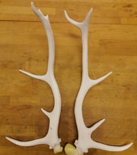 Image 3 of Replica Large Red Deer Antlers