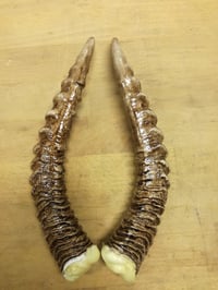 Image 3 of Replica Dorcas Gazelle Horns