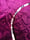 Image of Andedion Breaching Pendulum