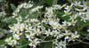 Olearia argophylla - Musk Daisy-bush