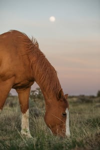 Image of Horse  Moon