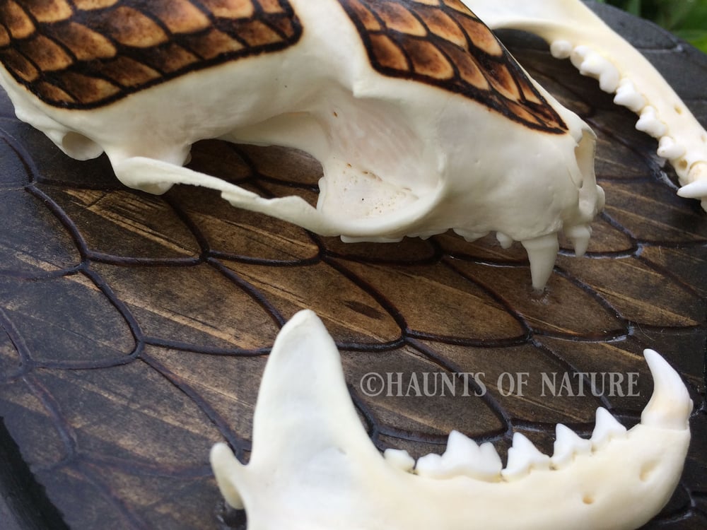 Pyrography Marten Skull with Snakeskin Design