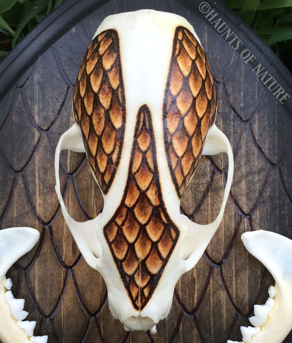 Pyrography Marten Skull with Snakeskin Design