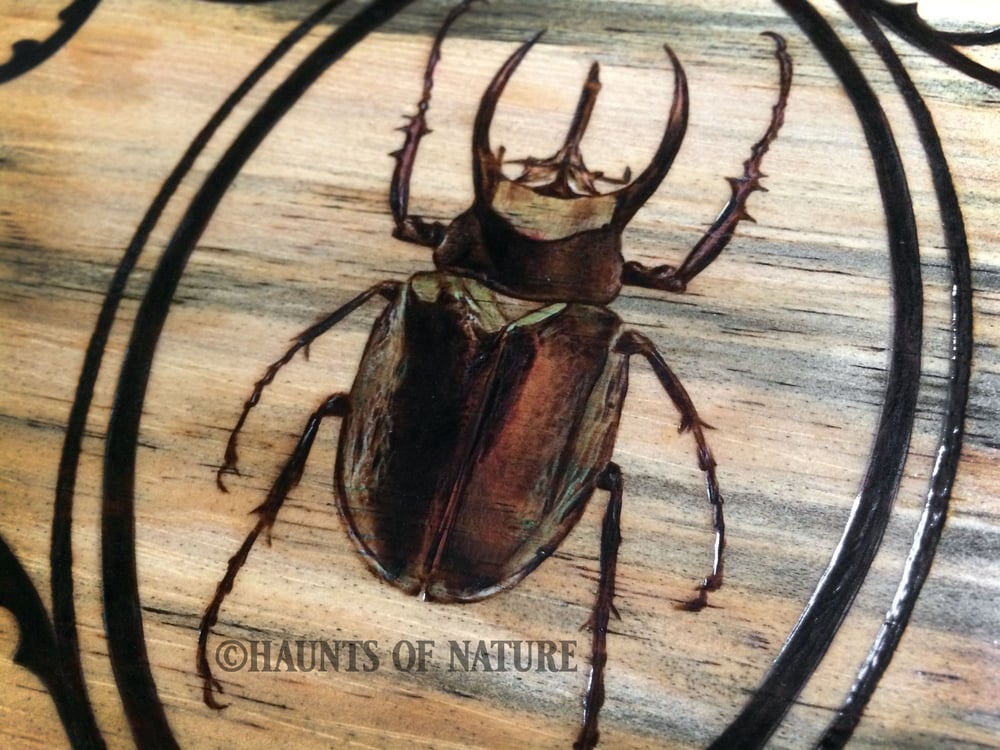 Wood Burned Beetle Trinket Box