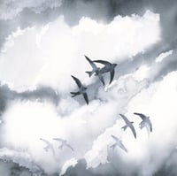 COMMON SWIFT - Original