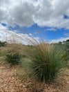 Poa labillardieri - Common Tussock Grass