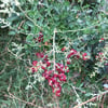 Rhagodia candolleana - Sea-Berry Saltbush