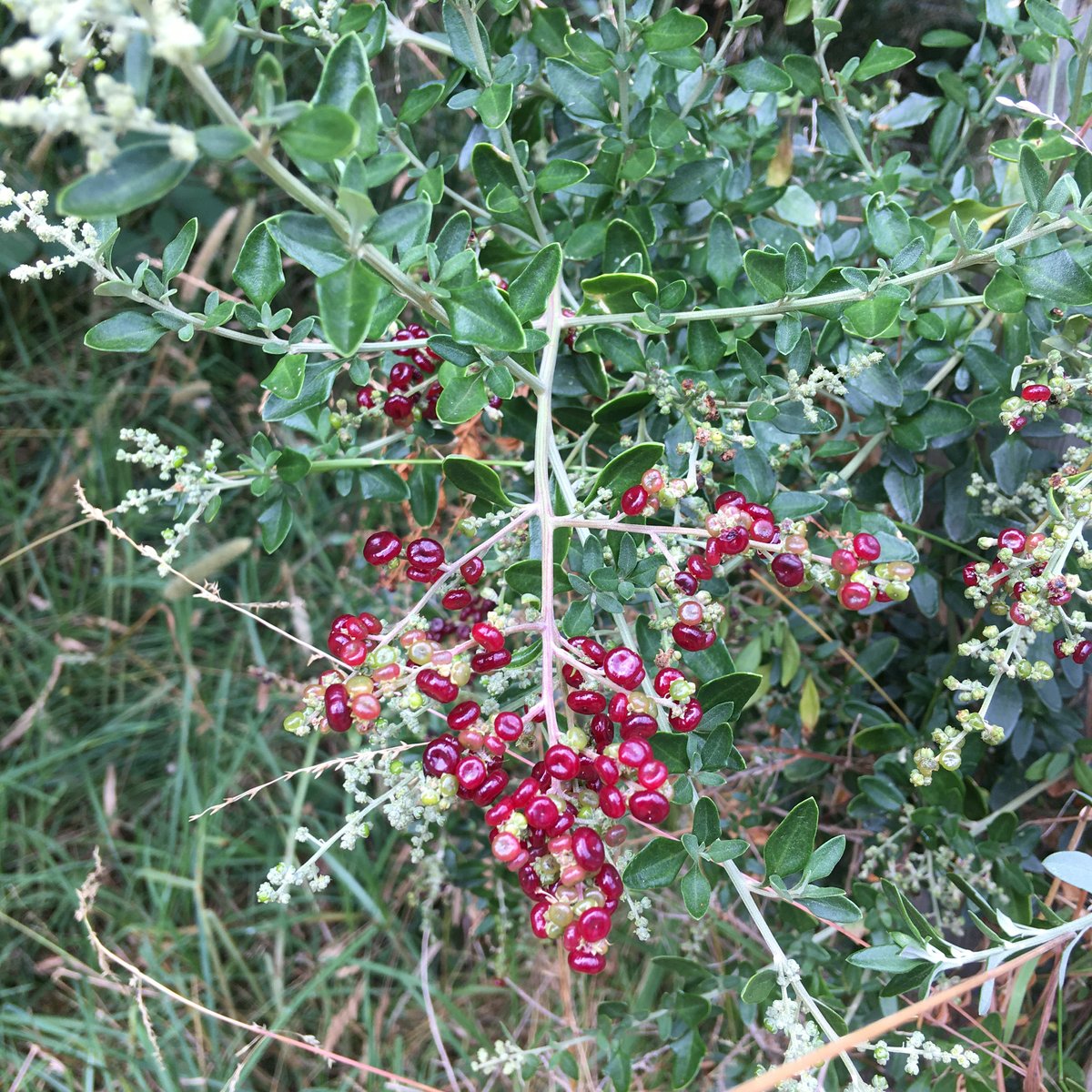 Rhagodia candolleana - Sea-Berry Saltbush | Reforest Bush Nursery