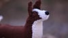 Knit Welsh Corgi Dog