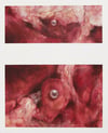 swine ahead (4x5, 5x6, 8x10, 11x13 inches) fine art print