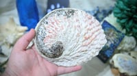 Image 5 of Large Abalone Shell