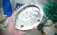 Image 2 of Large Abalone Shell