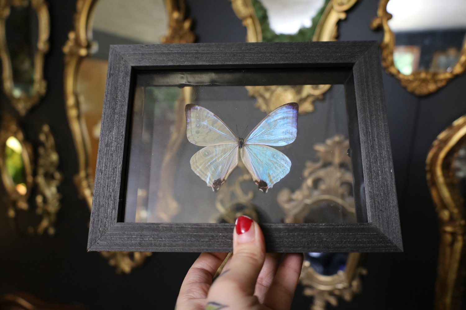 Pearl Morpho Butterfly (5x7)