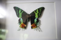 Image 2 of Sunset Moth (8x10)