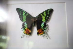 Sunset Moth (8x10)