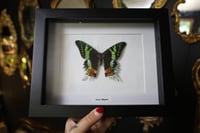 Image 1 of Sunset Moth (8x10)