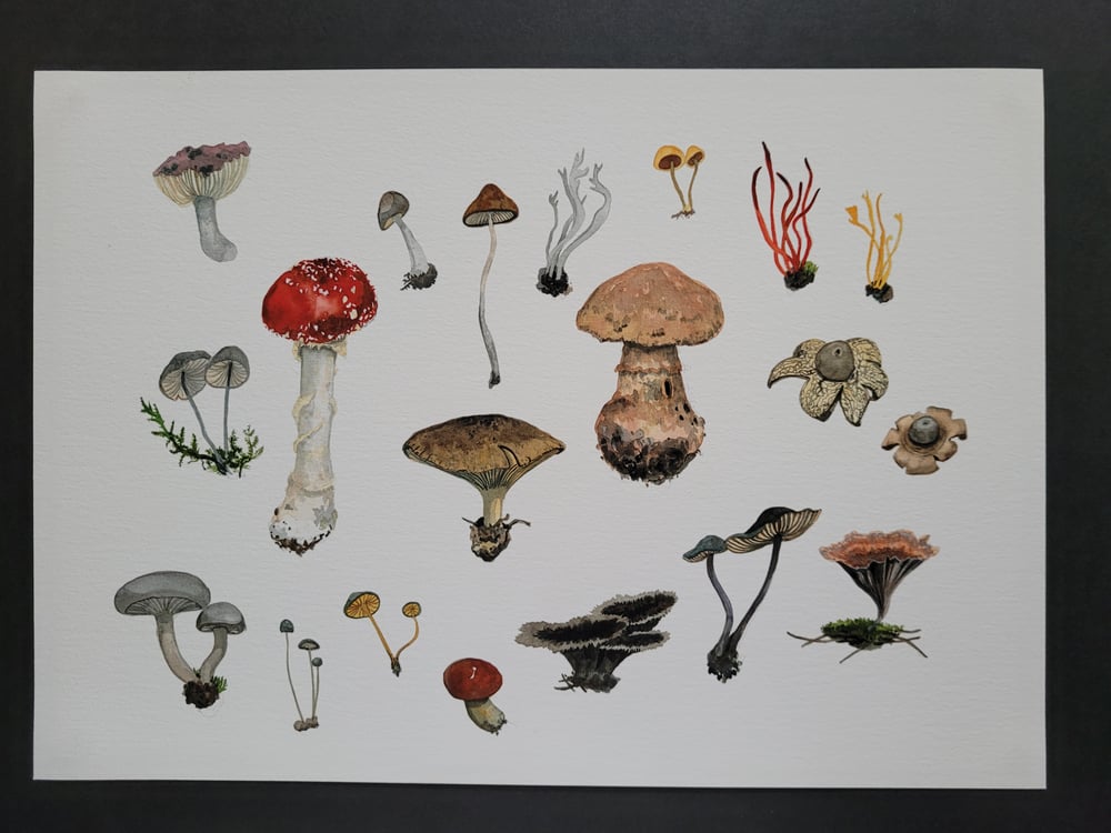 Image of Fungi From a Morning Walk.