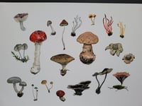 Image 1 of Fungi From a Morning Walk.