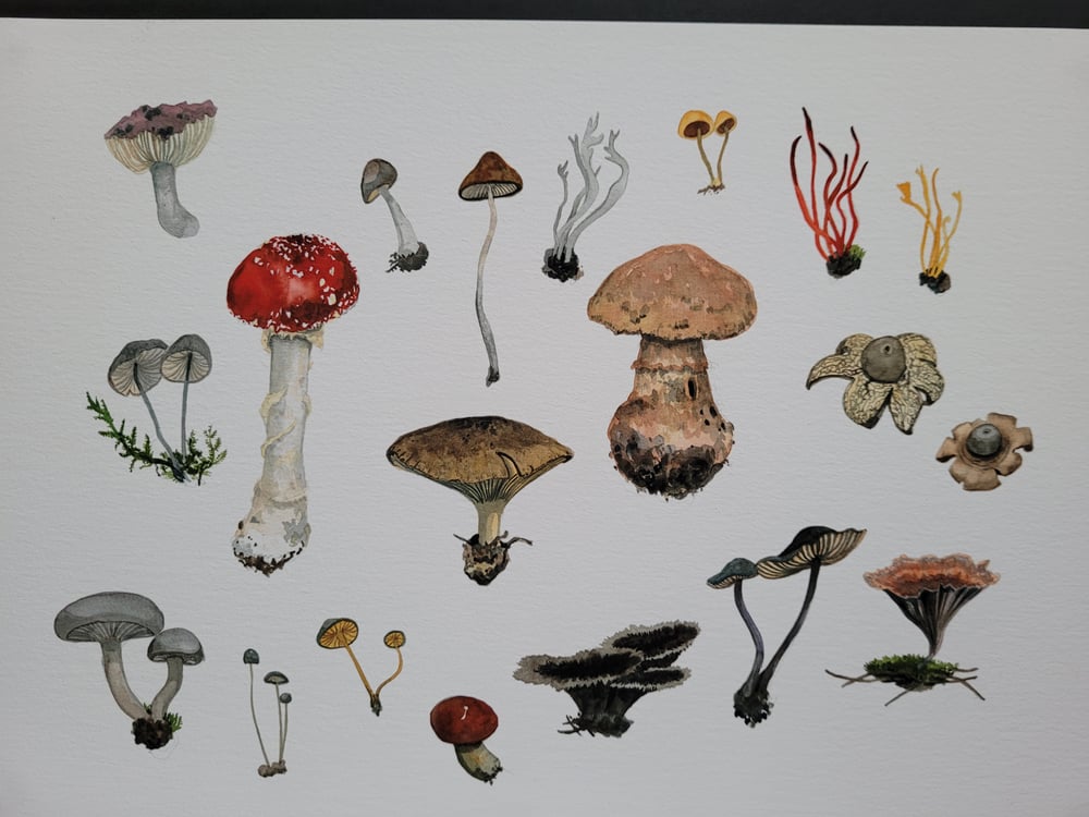 Image of Fungi From a Morning Walk.