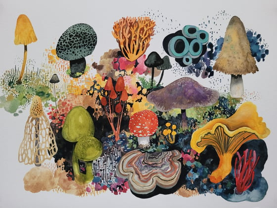 Image of Fungi Wonderland